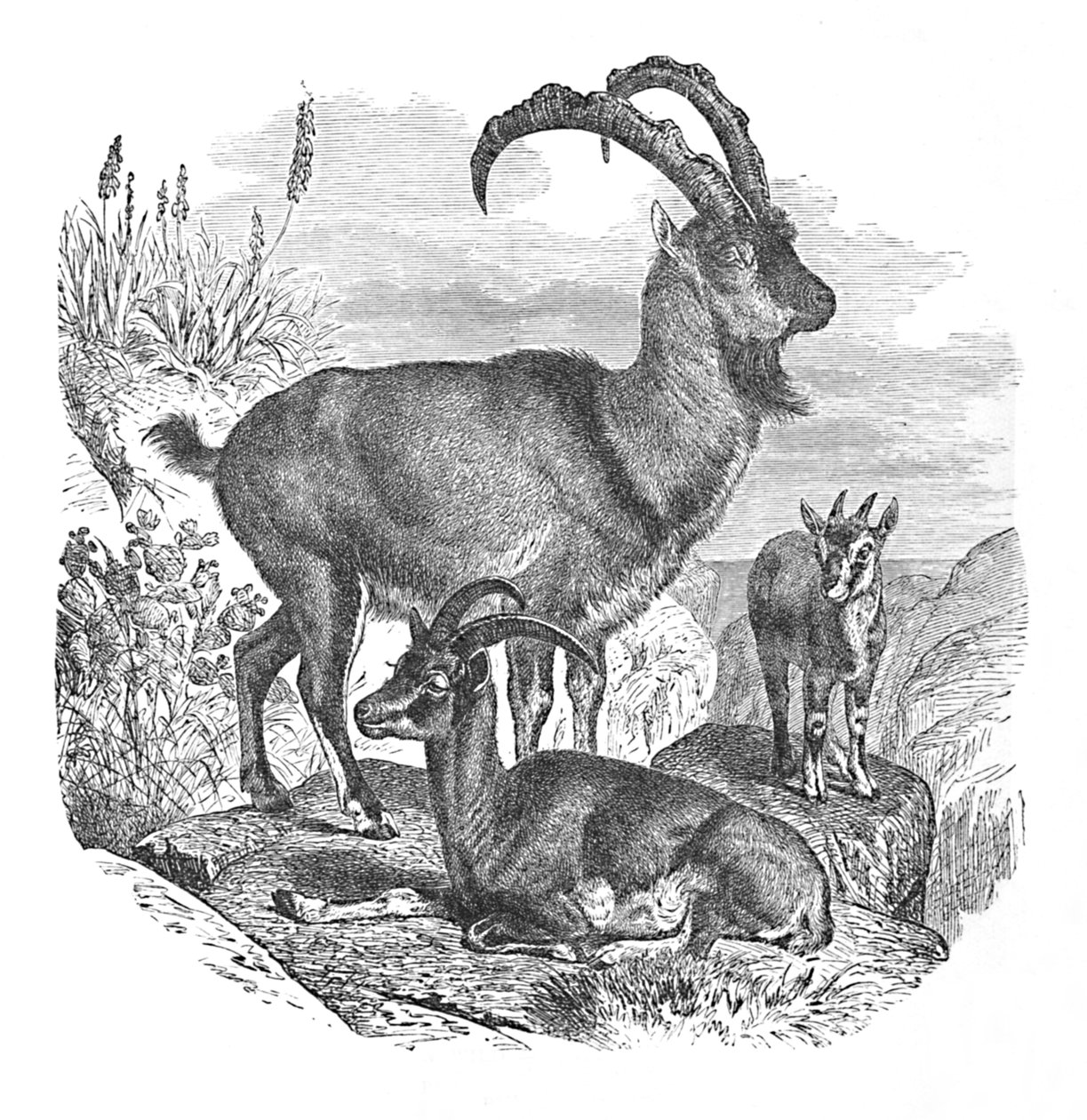 Cabras salvajes persas de Helena J. Maguire