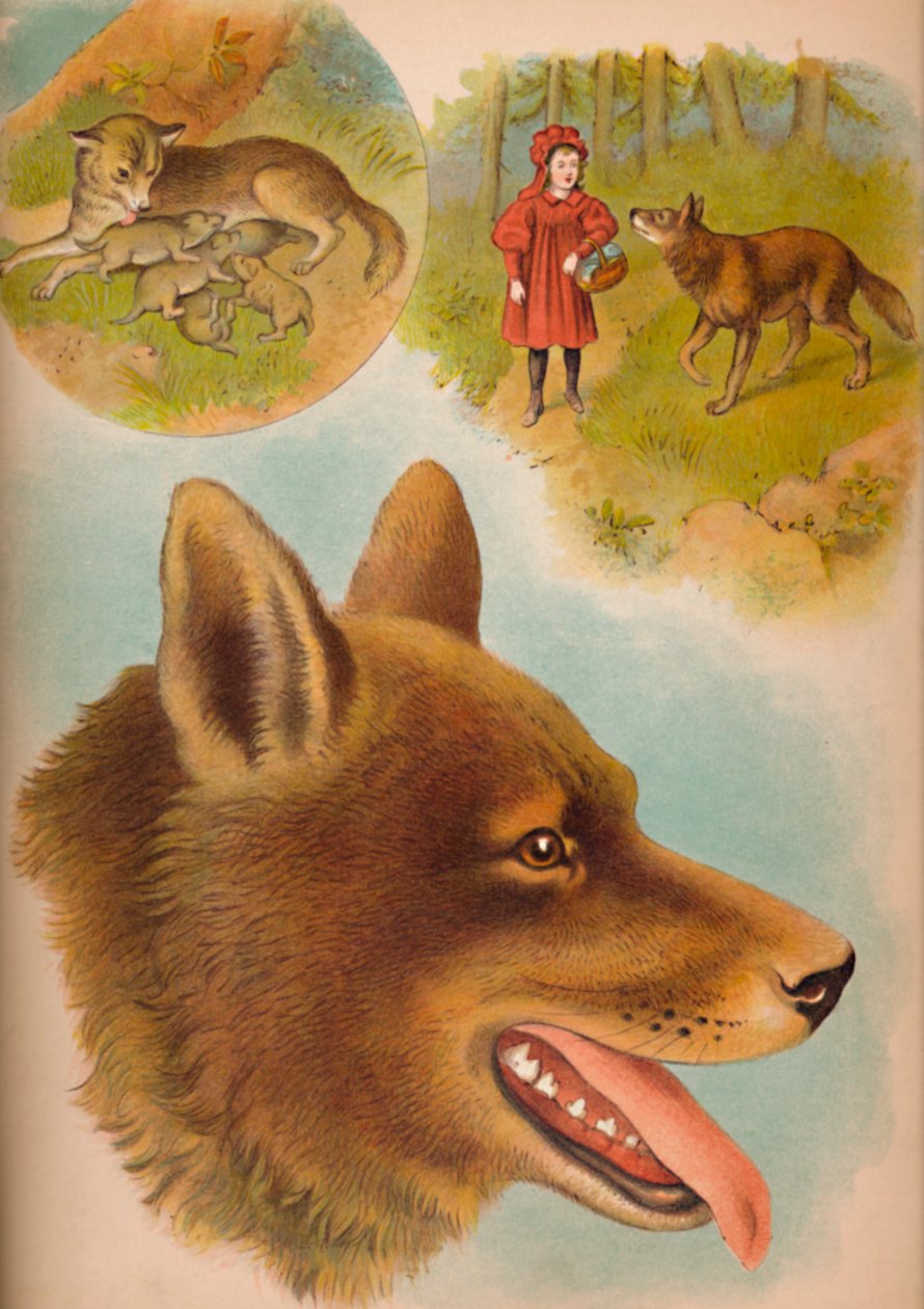 El lobo, c. 1900 de Helena J. Maguire