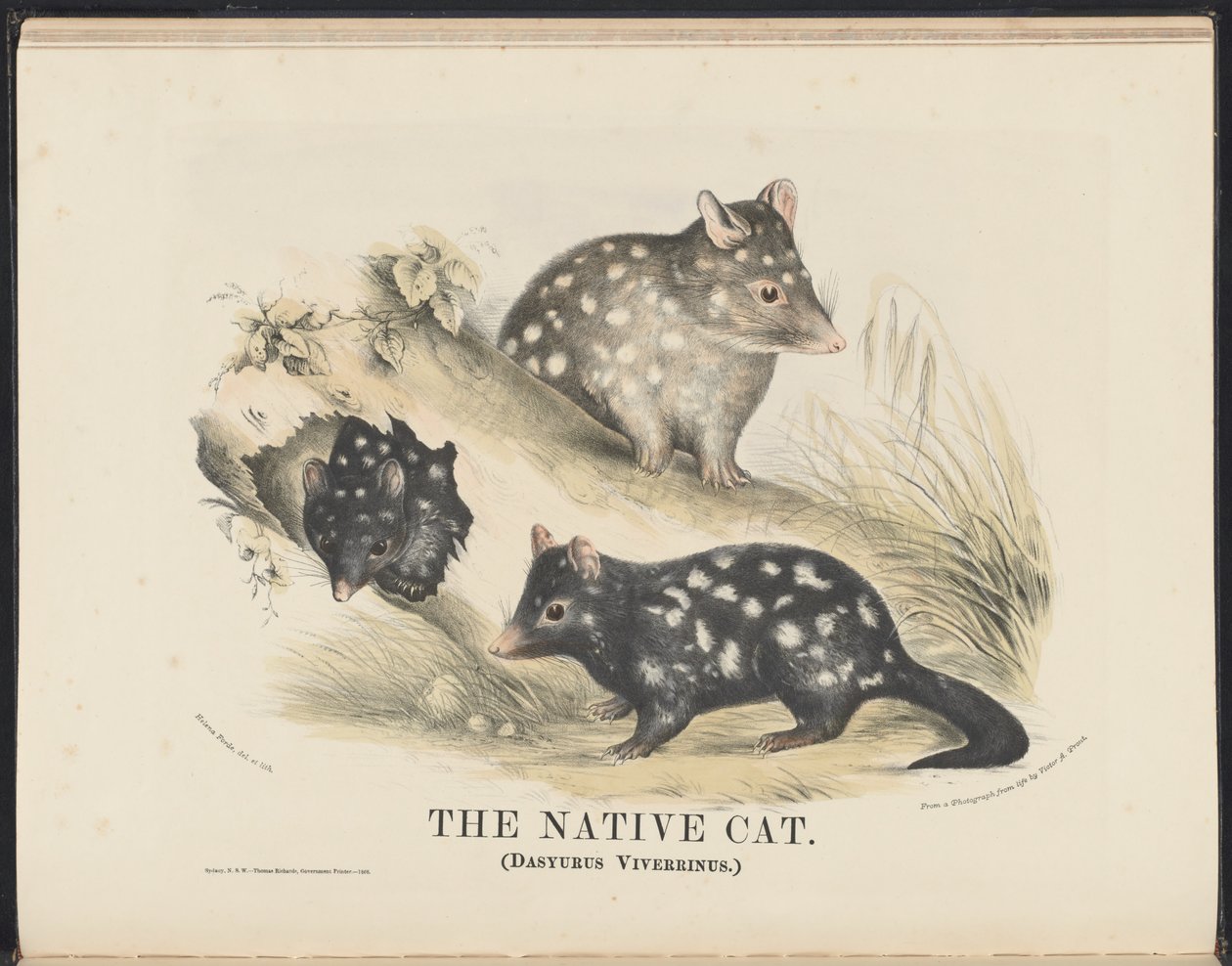Mamíferos de Australia (Krefft) Nla.obj-33627803-14 El gato nativo de Helena Scott