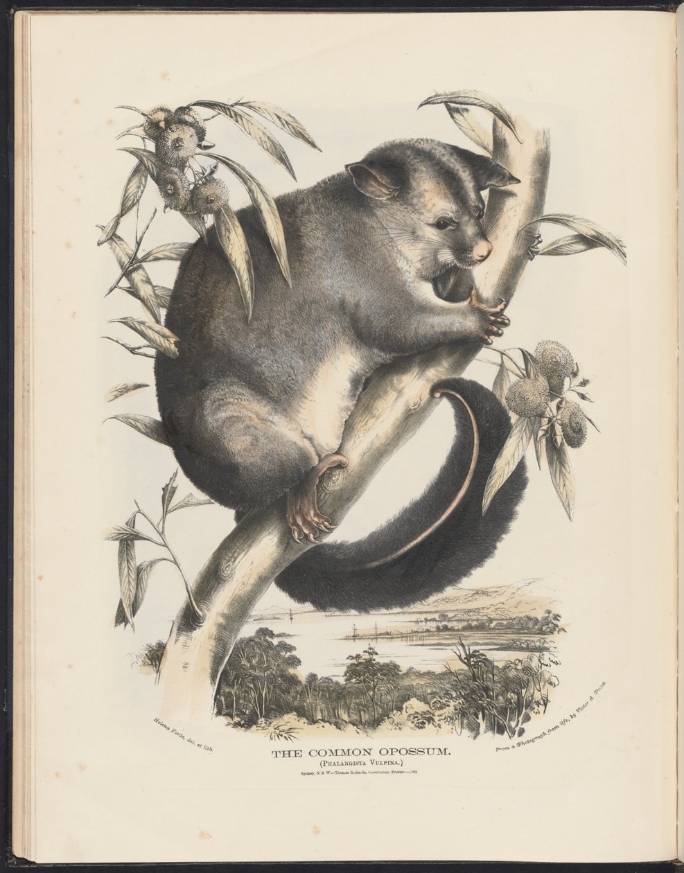Mamíferos de Australia (Krefft) Nla.obj-33627803-9 El zarigüeya común de Helena Scott