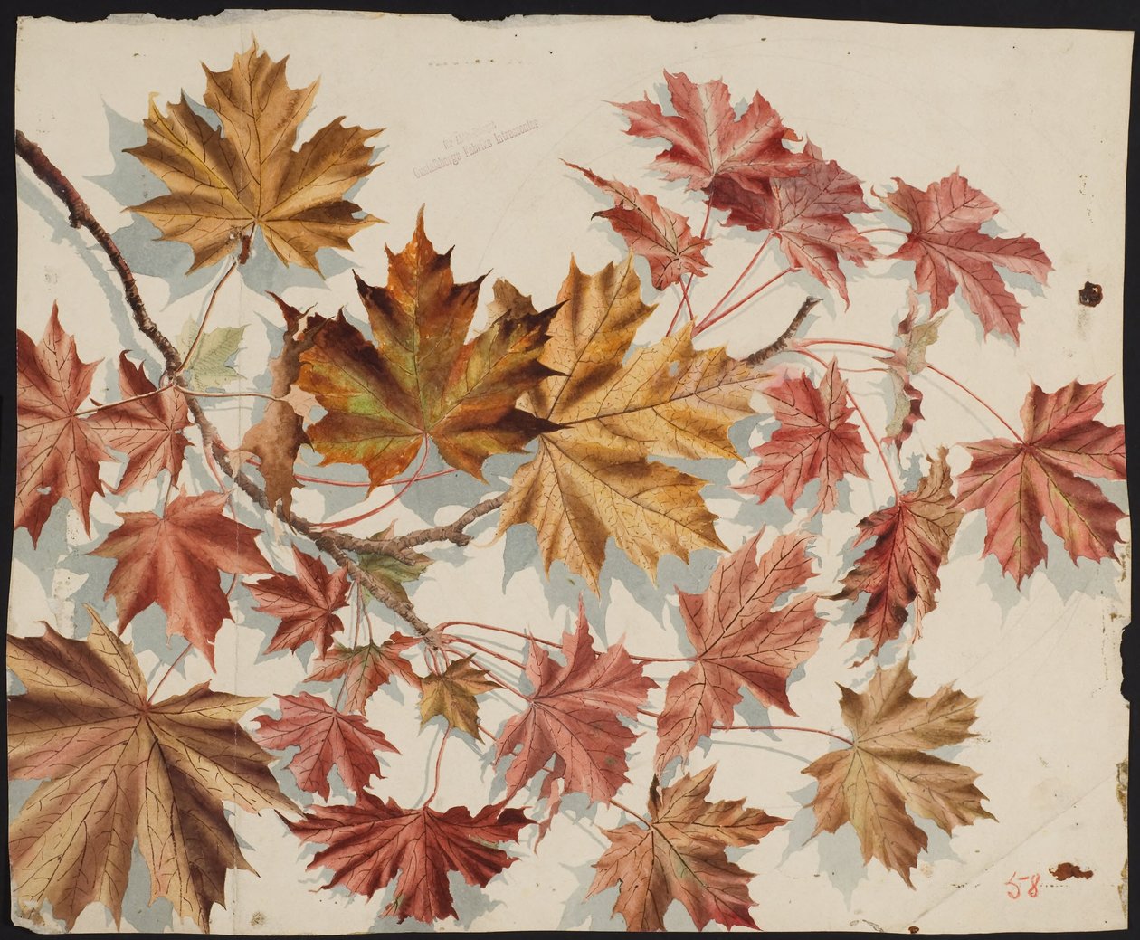 Hojas de arce de Helmer Osslund