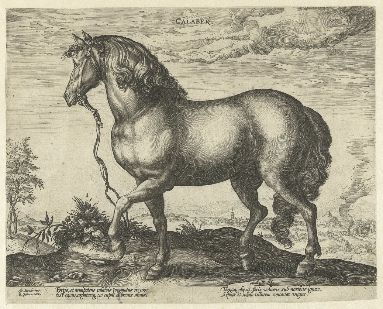 Caballo de Calabria Calaber (título sobre objeto) Razas de caballos de las Caballerizas Reales de Don Juan de Austria (título de la serie) de Hendrick Goltzius