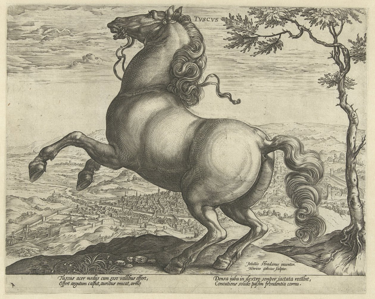 Caballo de la Toscana tvscvs (título en objeto) Razas de caballos de las Caballerizas Reales de Don Juan de Austria (título de la serie) de Hendrick Goltzius