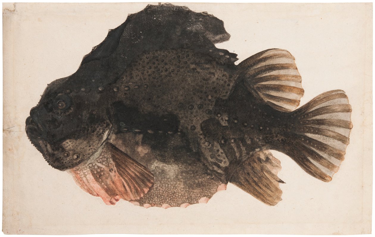 Estudio de un ciclóptero macho de Hendrick Goltzius