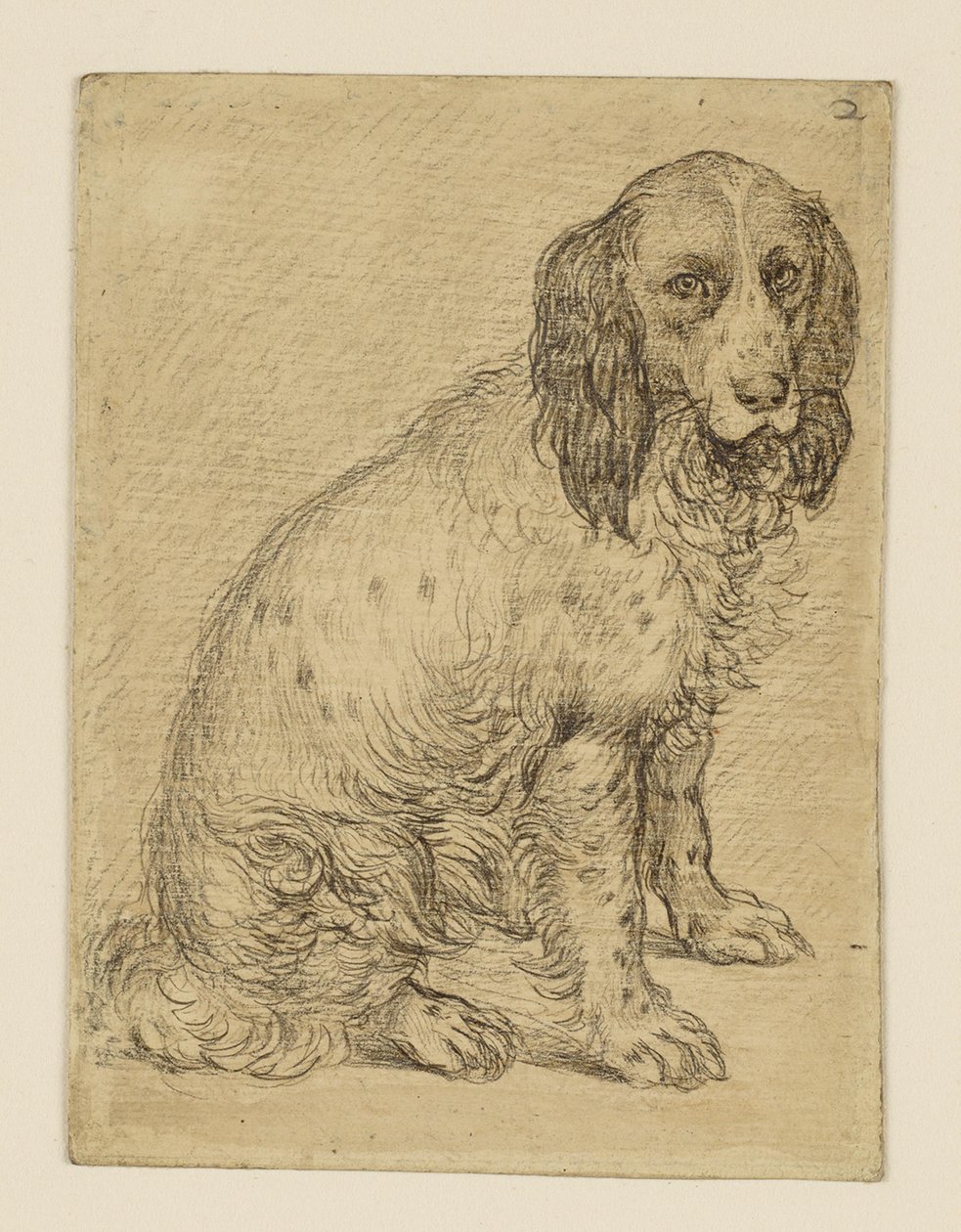 Perro de caza de perdices de Drenthe sentado de Hendrick Goltzius