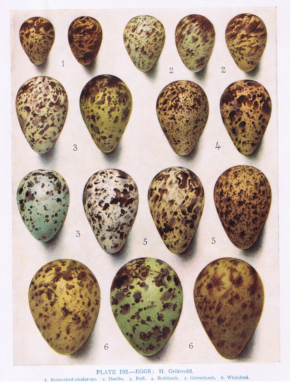 Huevos: Dotterell: Andarrios Común: etc, ilustración de 