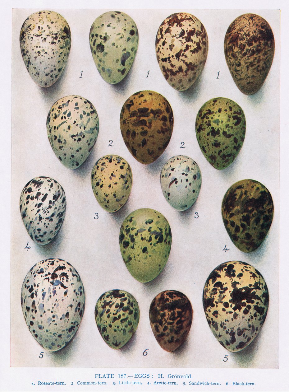 Huevos: Arao: etc, ilustración de 
