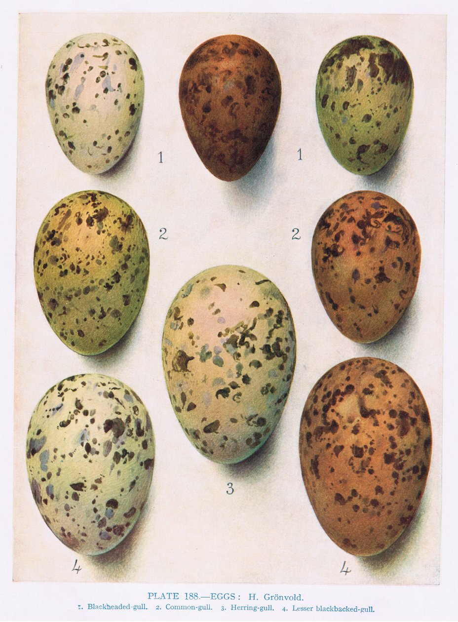 Huevos: Charrán Rosado: Charrán Común: etc, ilustración de 