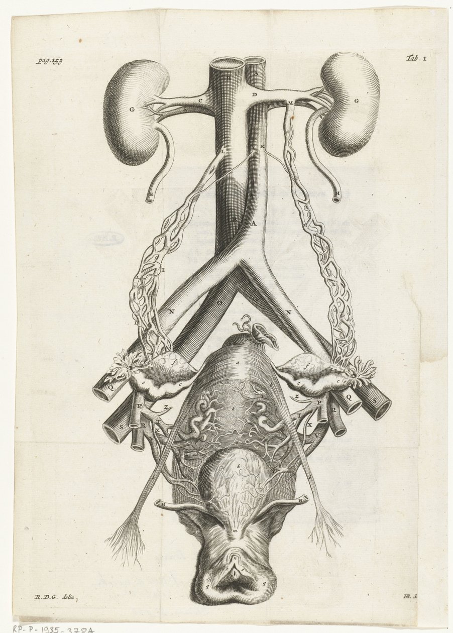 Ilustración anatómica de los órganos genitales femeninos y los riñones
Ilustración del libro para: Reinier de Graaf, Alle de wercken, Amsterdam, 1686 de Hendrik Bary