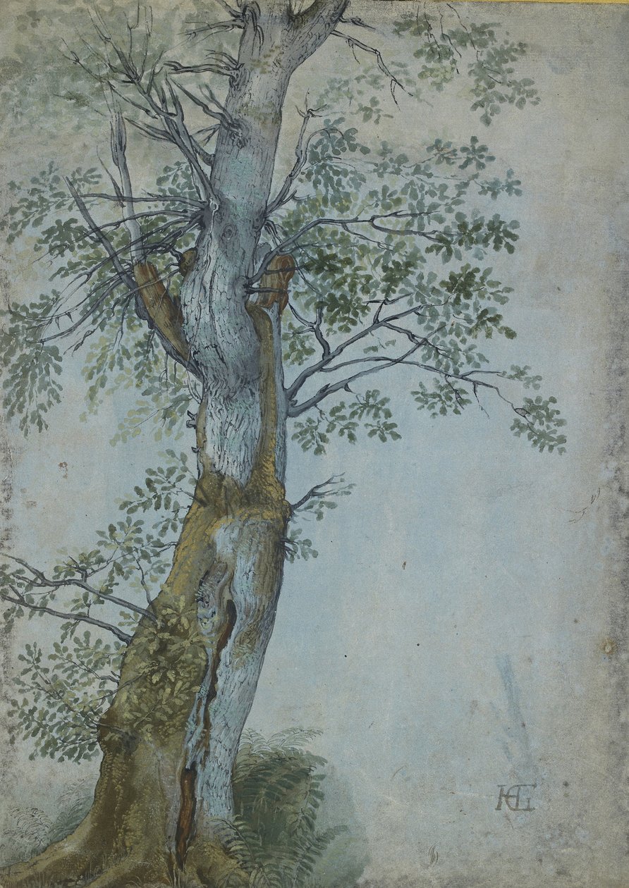 Estudio de un árbol, 1597-99 de Hendrik Goltzius