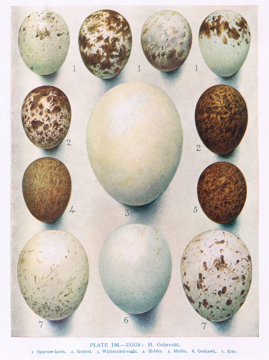 Huevos: Aguilucho Cenizo: Aguilucho Lagunero: etc, ilustración de 