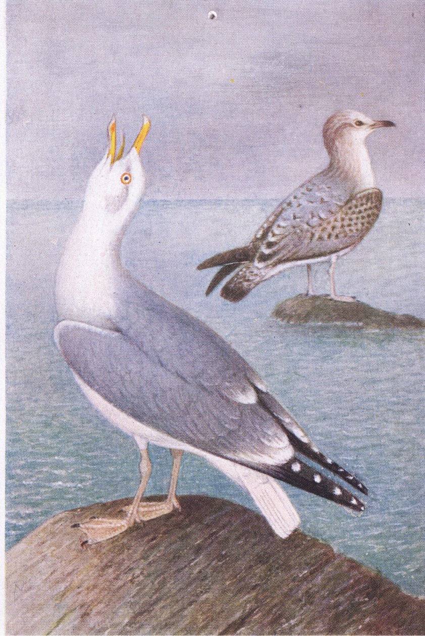 Gaviota Argéntea de Hendrik Gronvold
