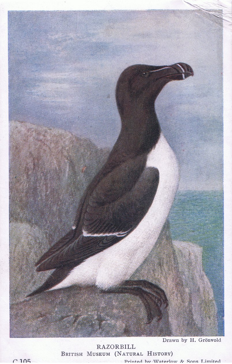 Alca de Hendrik Gronvold