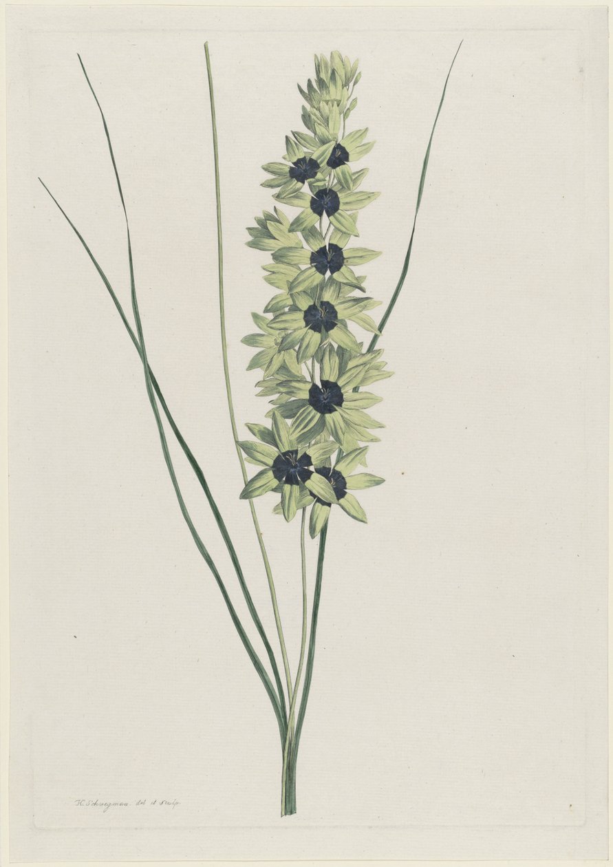 Arco iris africano (Ixia maculata verde) de Hendrik Schwegman