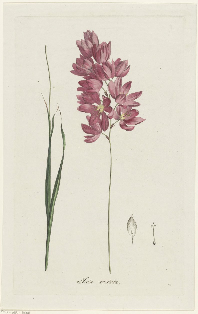Ixia patens Aiton Ixia aristata (título sobre objeto) de Hendrik Schwegman