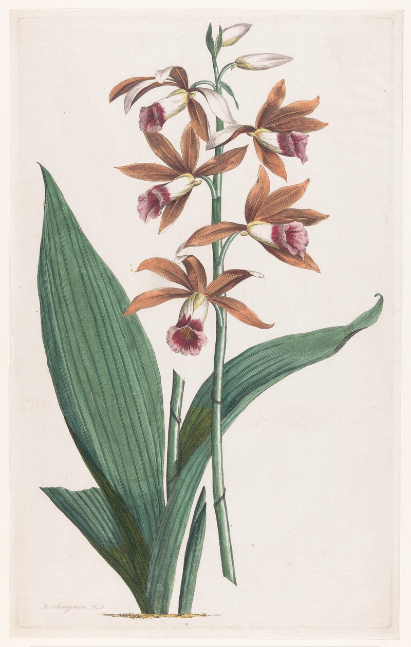 Moerasorchidee Limodorum Tankervilliae (título sobre el objeto) de Hendrik Schwegman