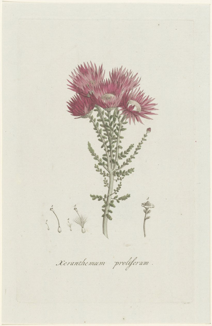 Phaenocoma prolifera
Xeranthemum proliferum (título en el objeto) de Hendrik Schwegman