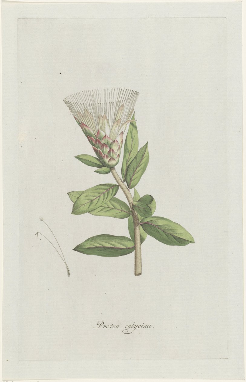 protea Protea calycina (título sobre el objeto) de Hendrik Schwegman