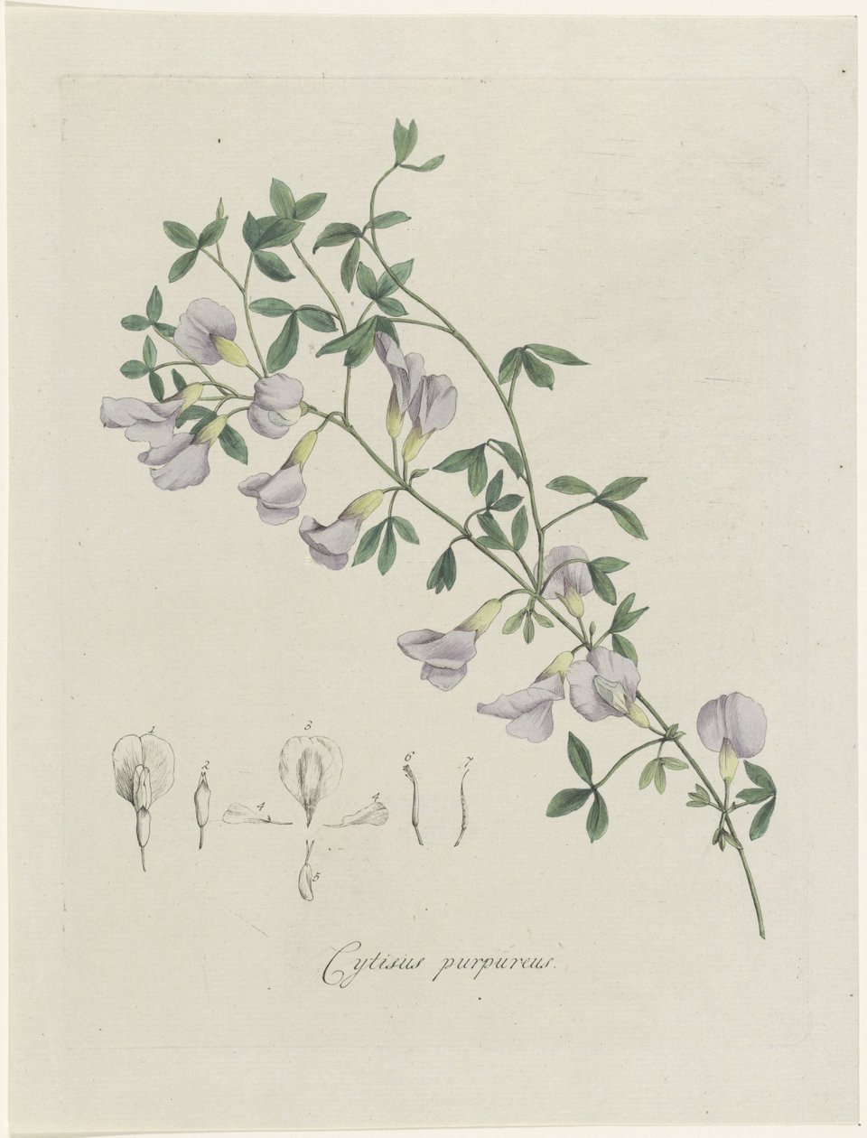 Un besugo morado Cytisus púrpura (título sobre el objeto) de Hendrik Schwegman