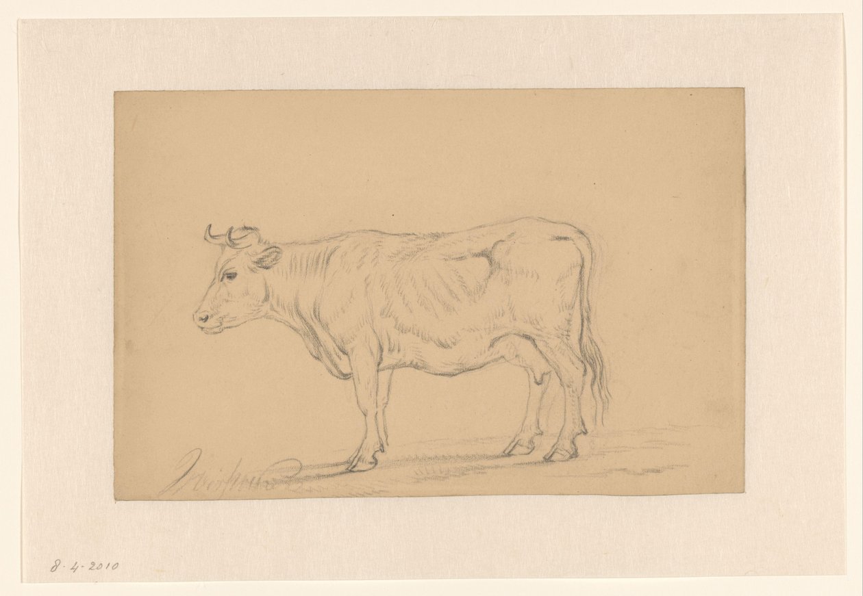 Estudio de una vaca en pie de Hendrik Verspoeken