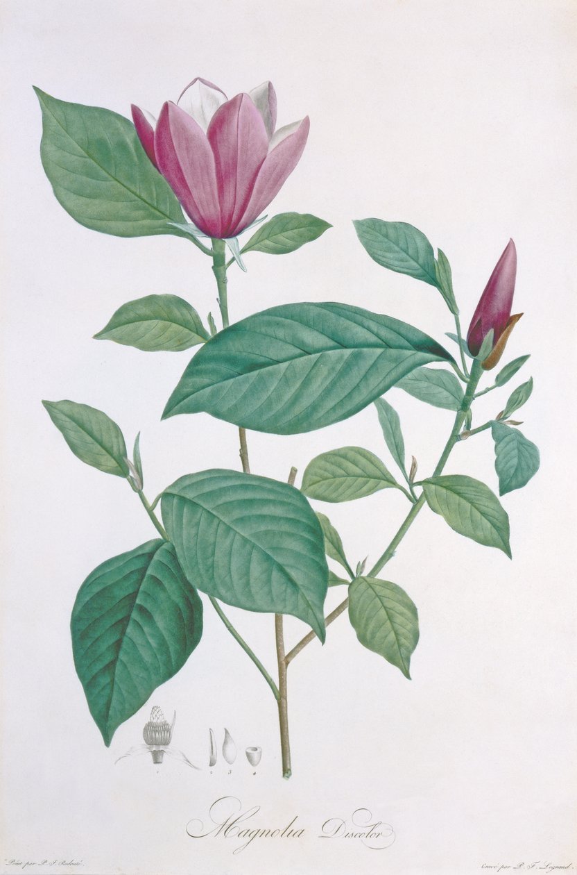 Magnolia discolor, grabado por Legrand de Pierre Joseph Redouté