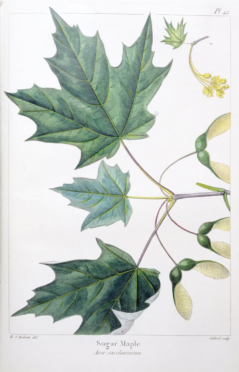 Arce de azúcar de Pierre Joseph Redouté