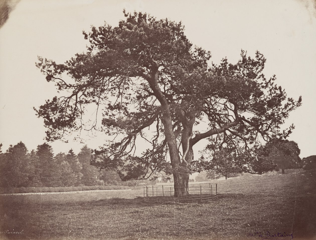 Hamilton Palace Park (Pino Parasol), c. 1858 (foto) de Henri Charles de Rostaing
