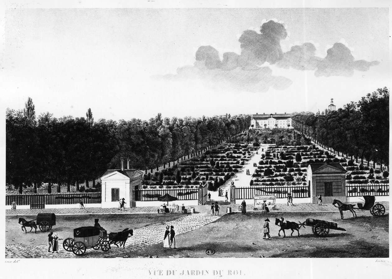Vista del jardín del rey: el jardín de las plantas en París - grabado por Courvoisier de Henri Courvoisier Voisin