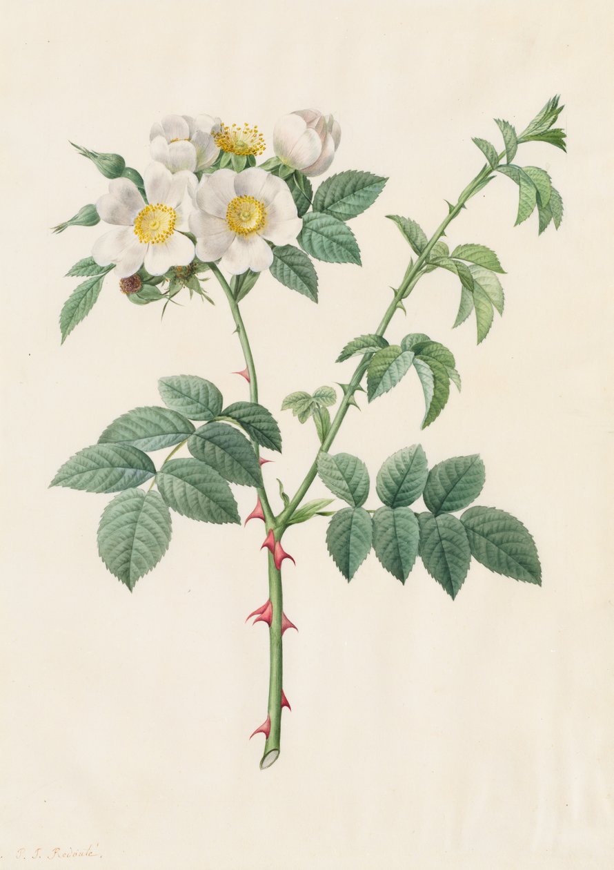 Rosa silvestre o Rosa canina, 1817-1824 de Pierre Joseph Redouté