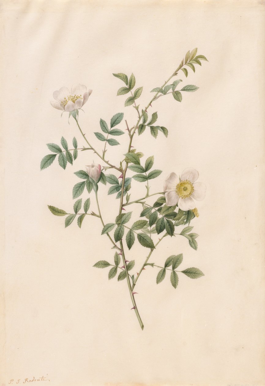 Rosa Silvestre o Rosa Canina Rosa Sepium Rosea, 1817-1824 de Pierre Joseph Redouté