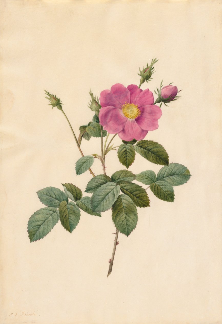 Rosa repollo Rosa Centifolia Simplex, 1817-1824 de Pierre Joseph Redouté
