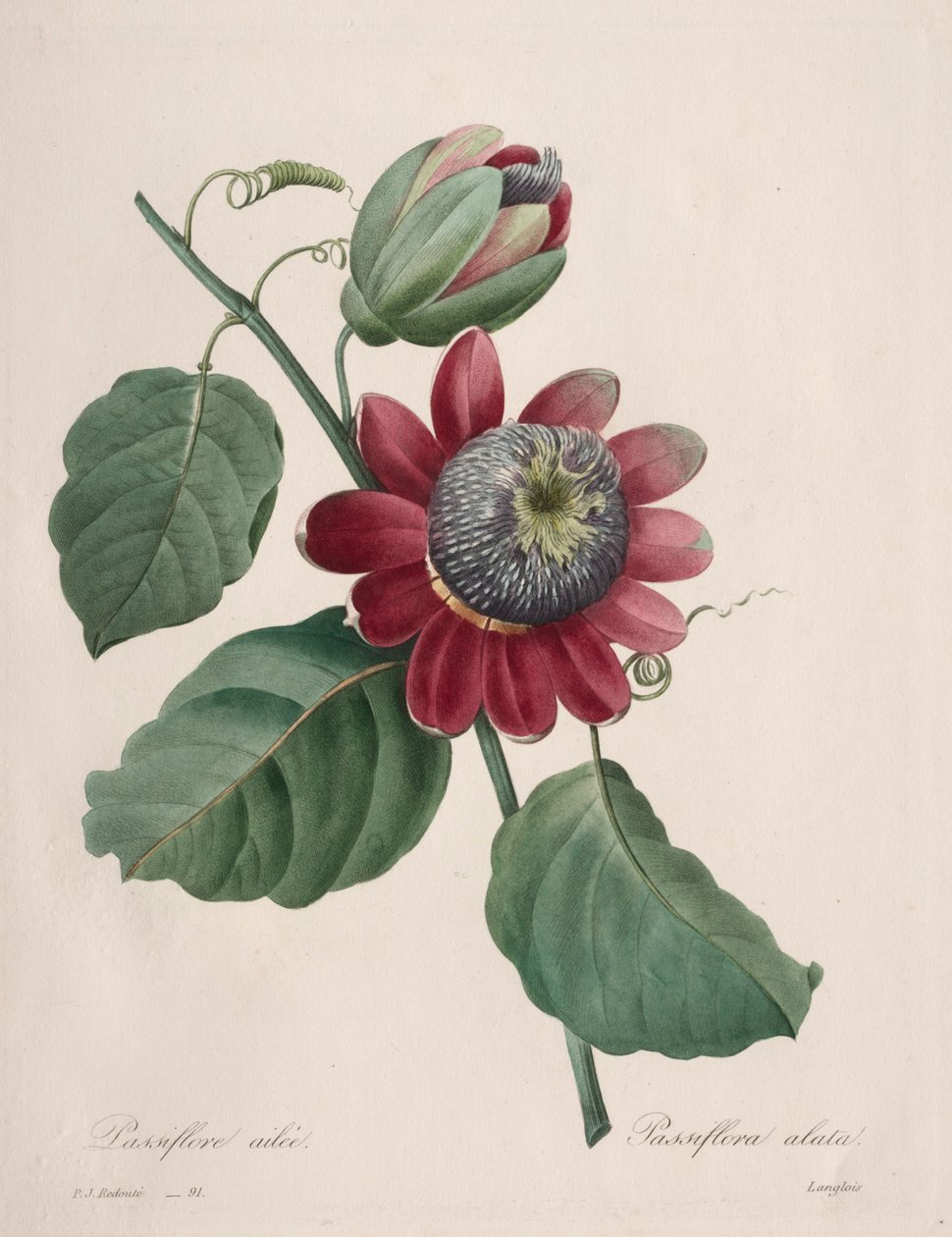 Choix des plus belles fleurs...plus beaux fruits: Passiflore ailee de Pierre Joseph Redouté