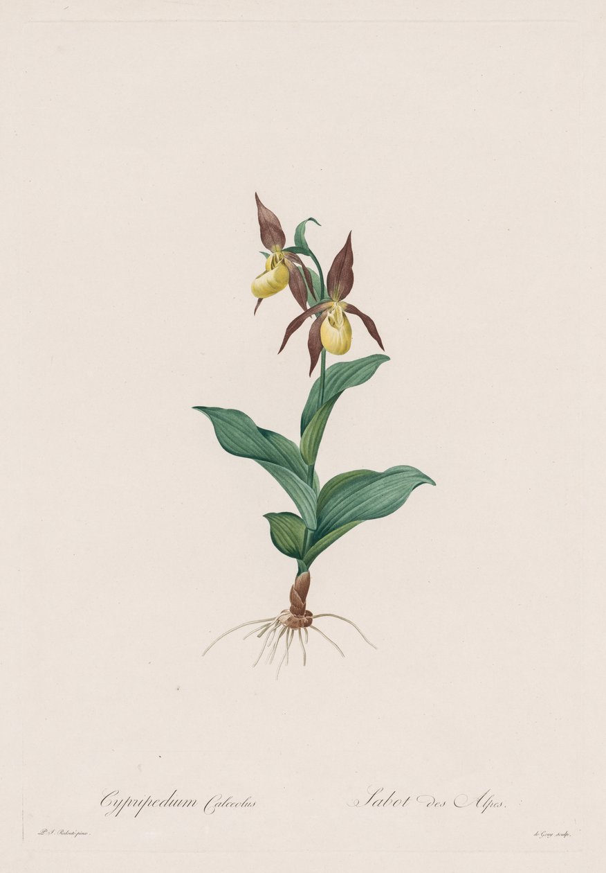 Les Liliacées: Cypripedium calceolus, 1802-1816 de Pierre Joseph Redouté