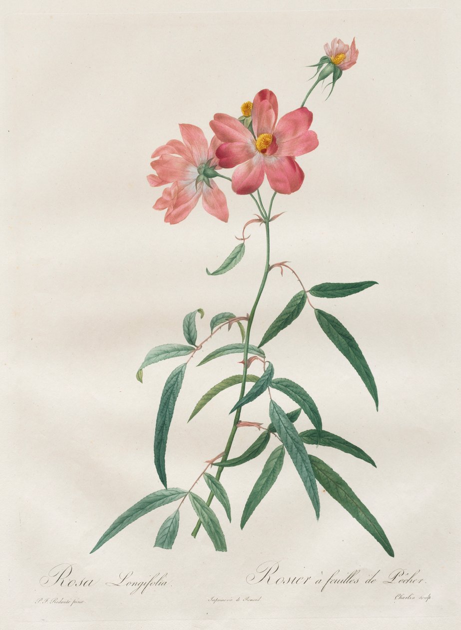 Las Rosas: Rosa Longifolia, 1817-1824 de Pierre Joseph Redouté