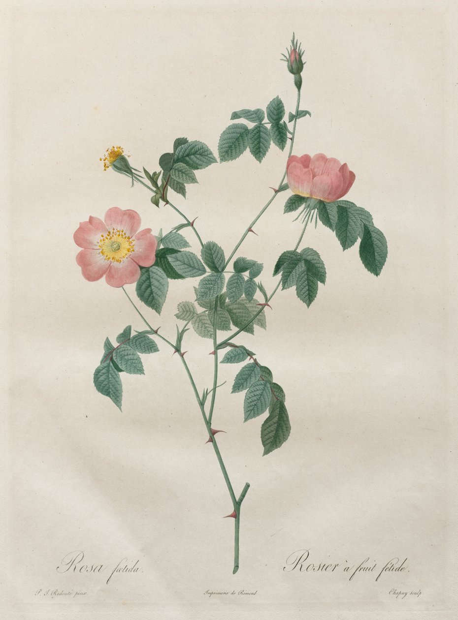 Las Rosas: Rosa indica, 1817-1824 de Pierre Joseph Redouté