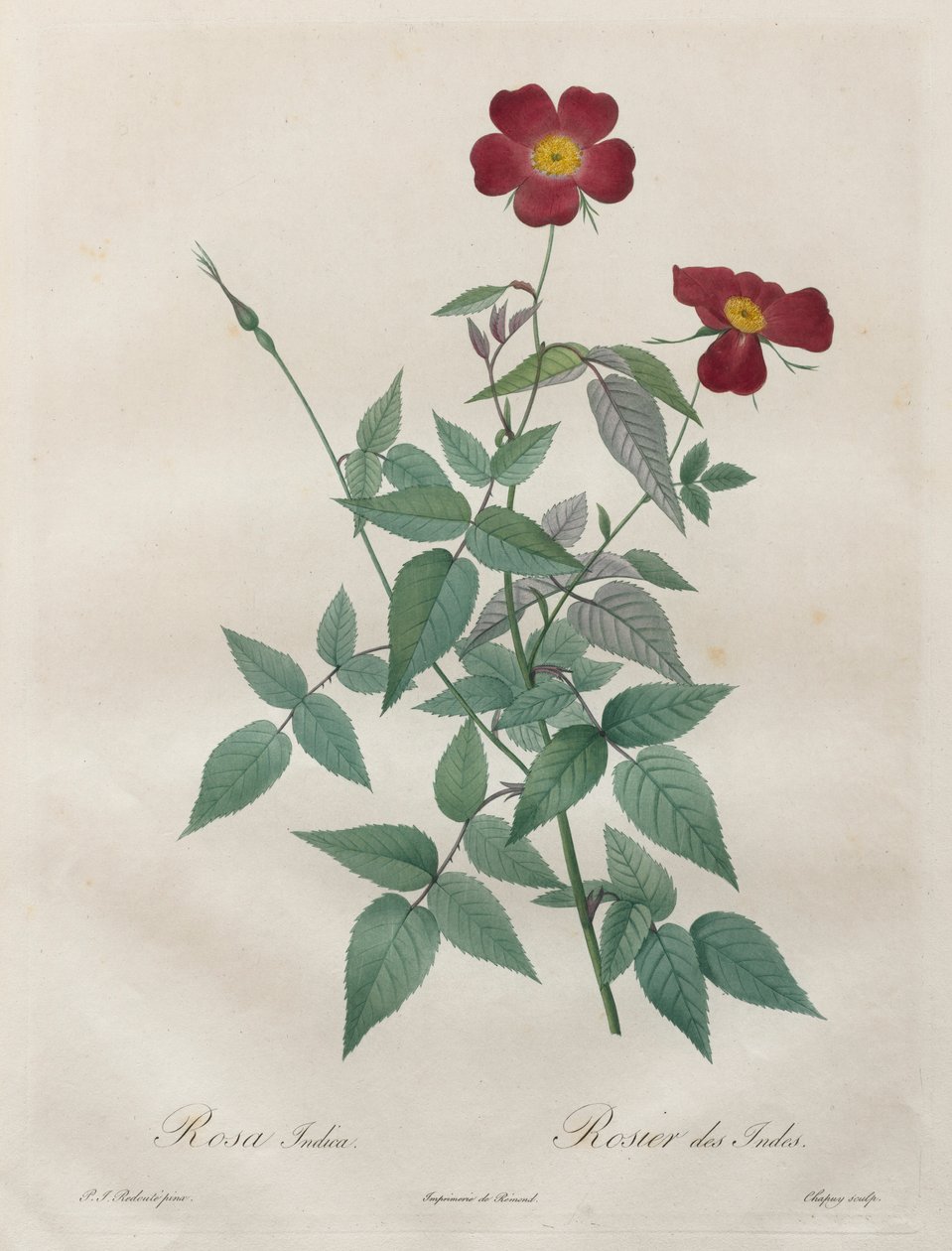 Las Rosas: Rosa indica, 1817-1824 de Pierre Joseph Redouté