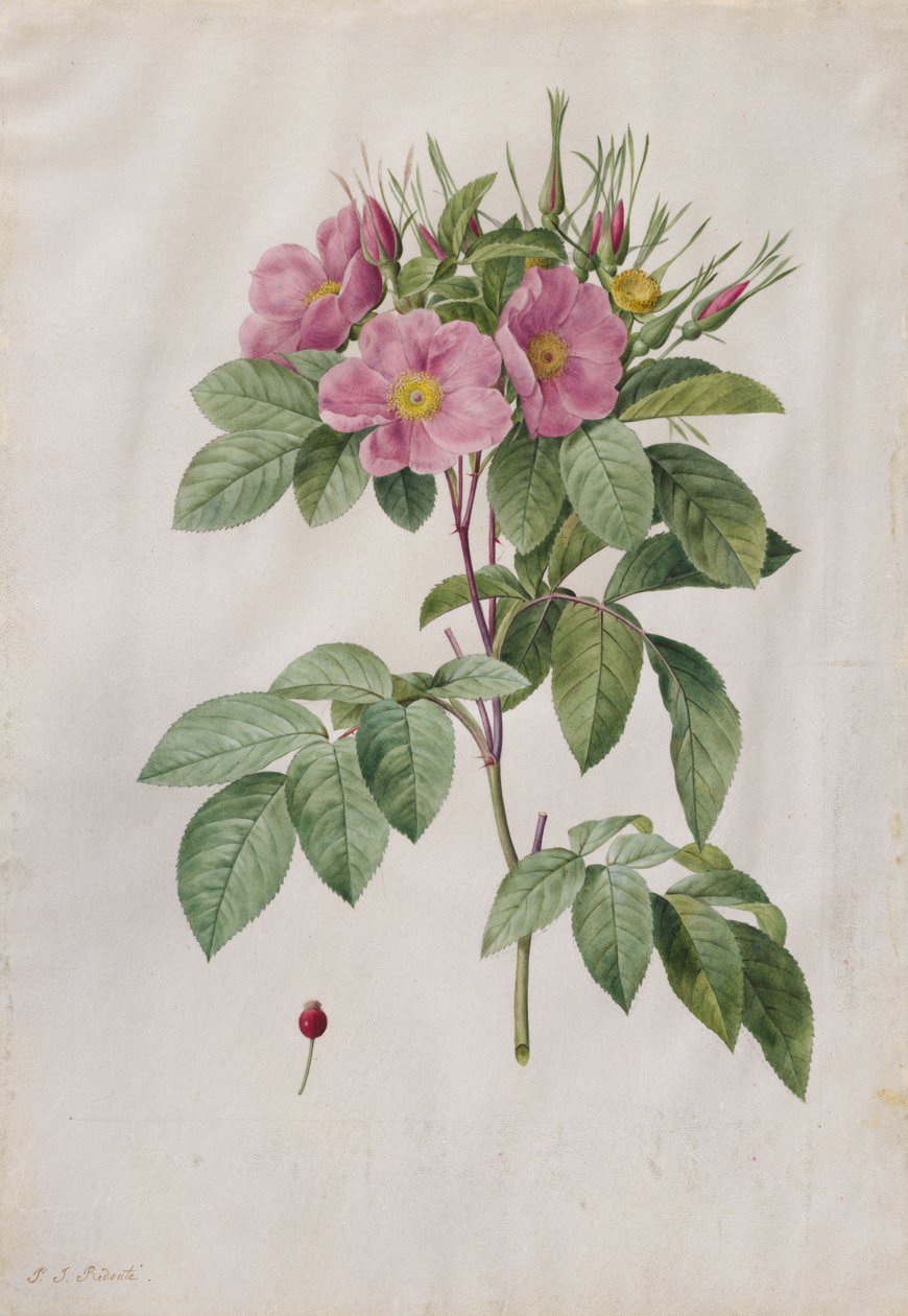 Rosa de Pasto Rosa Carolina Corymbosa, 1817-1824 de Pierre Joseph Redouté