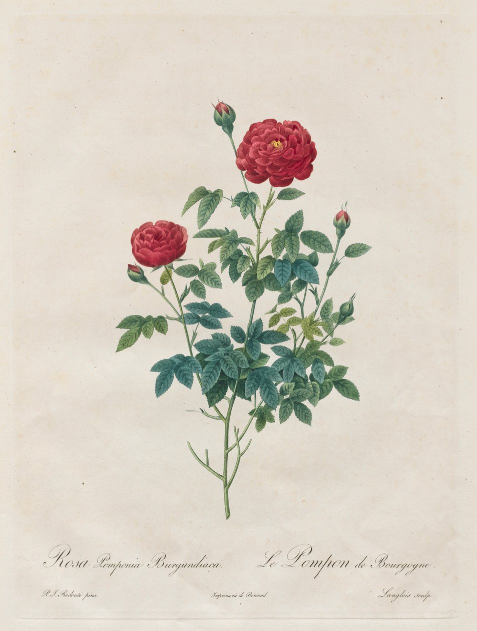 Rosa Pompon, 1817-1824 de Pierre Joseph Redouté