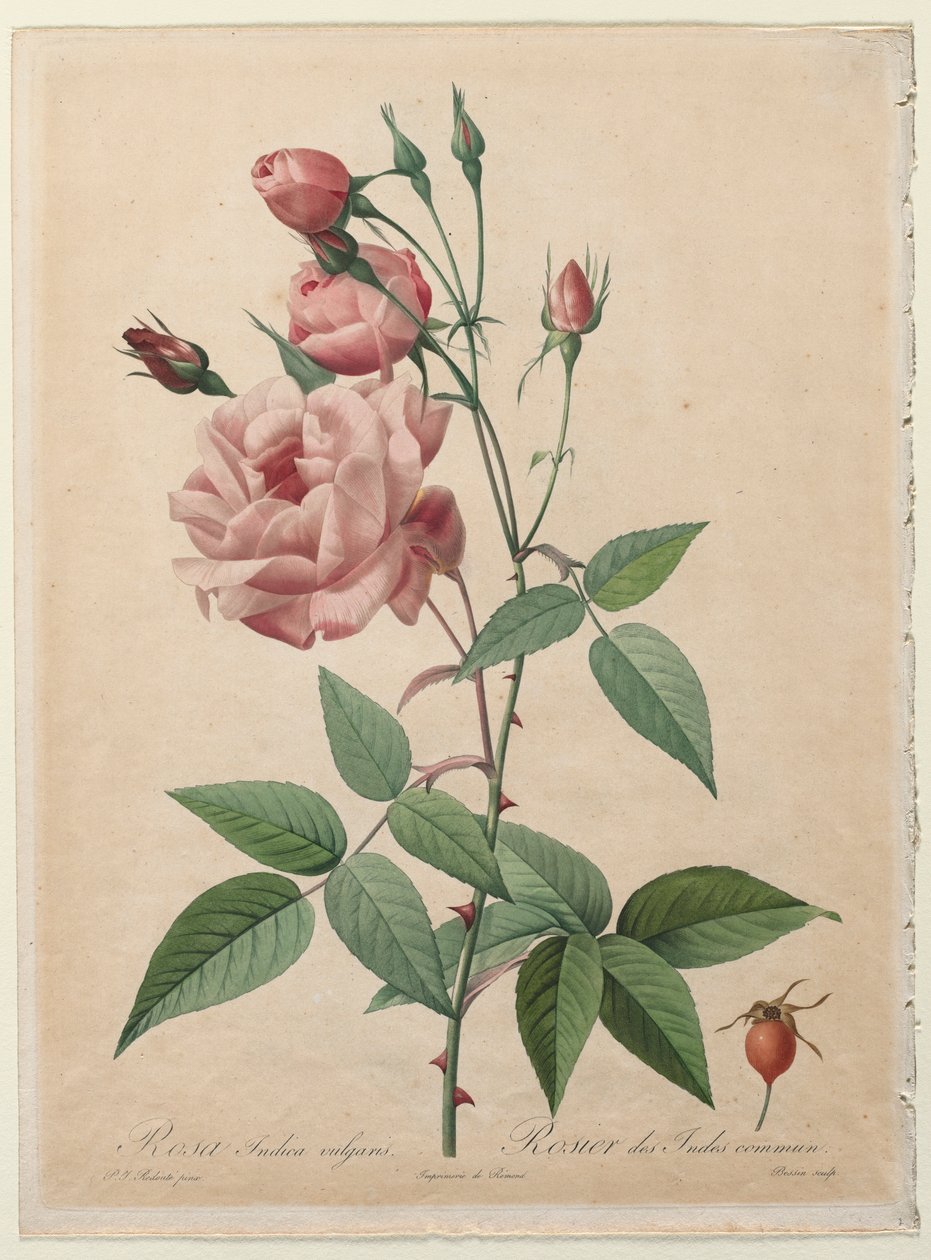 Las rosas: Rosa de China o Bengala, 1817-1824 de Pierre Joseph Redouté