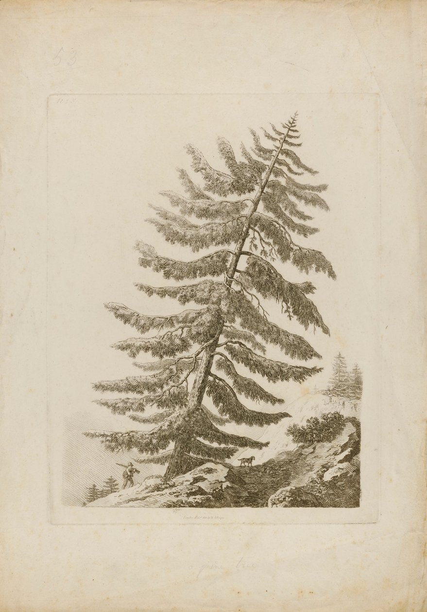 Un pino de Henri L