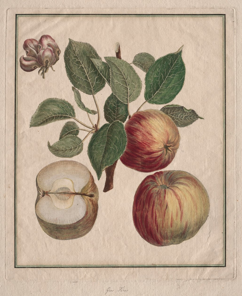Manzana con hoja y flor de fruto, 1768 de Henri Louis Duhamel du Monceau