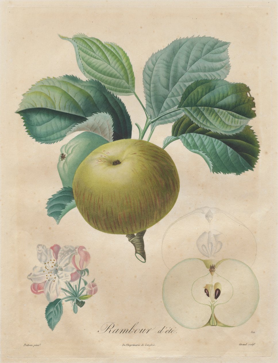 Tratado de los árboles frutales: Rambour de verano, 1808-1835 de Henri Louis Duhamel du Monceau