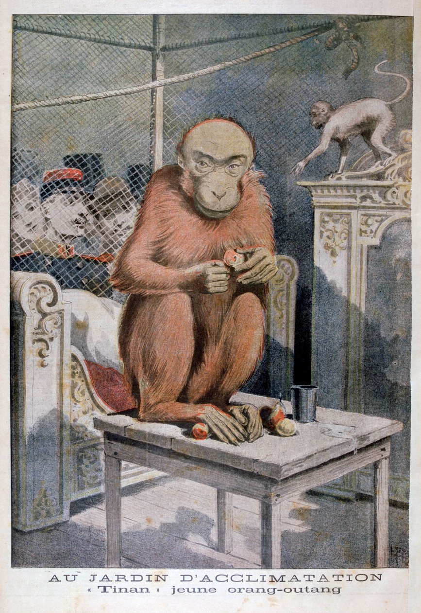 Tinan el orangután, 1896 de Henri Meyer