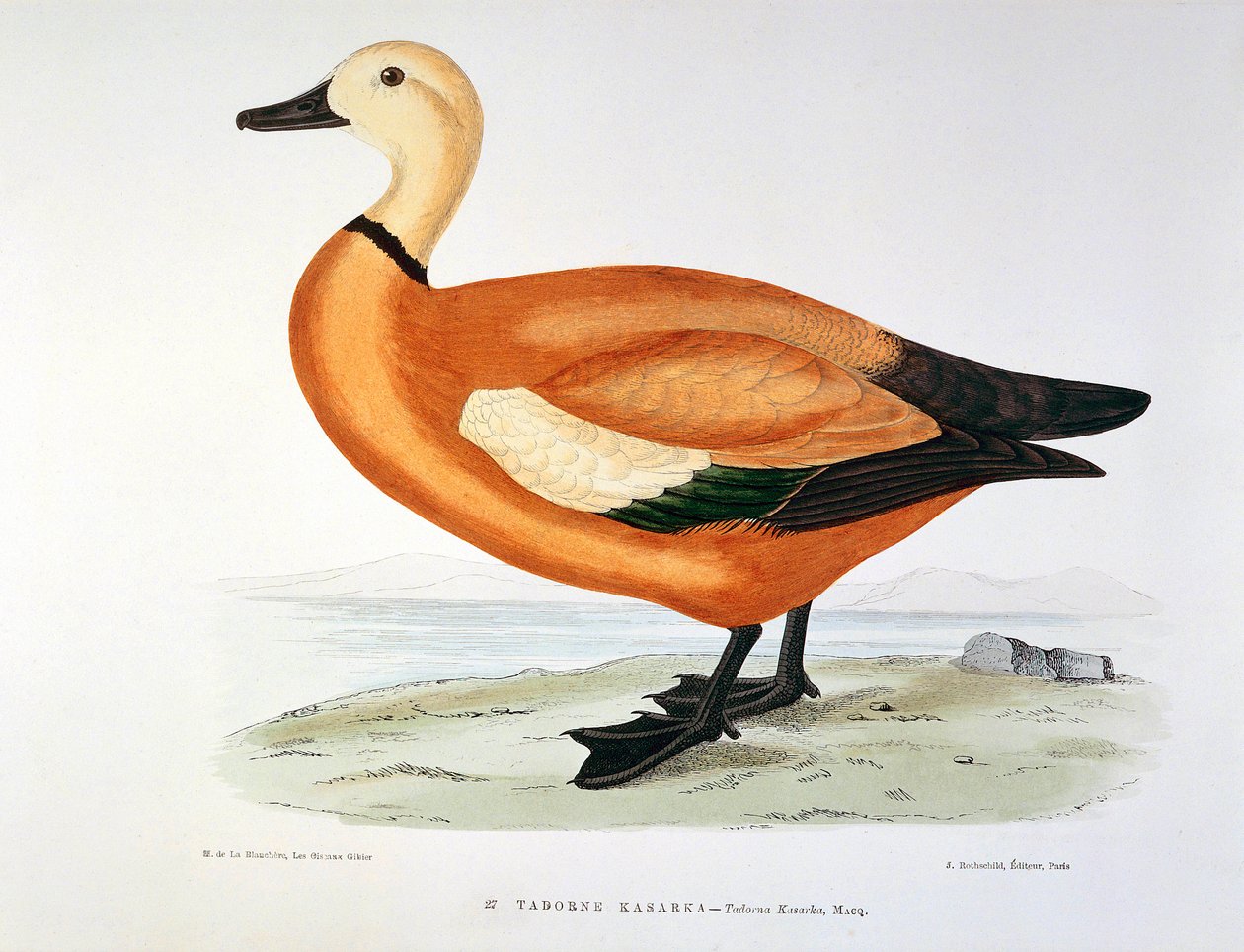 Representación de un pato tadorne kasarka Planche de H. Blanchere de Henri de la Blanchere