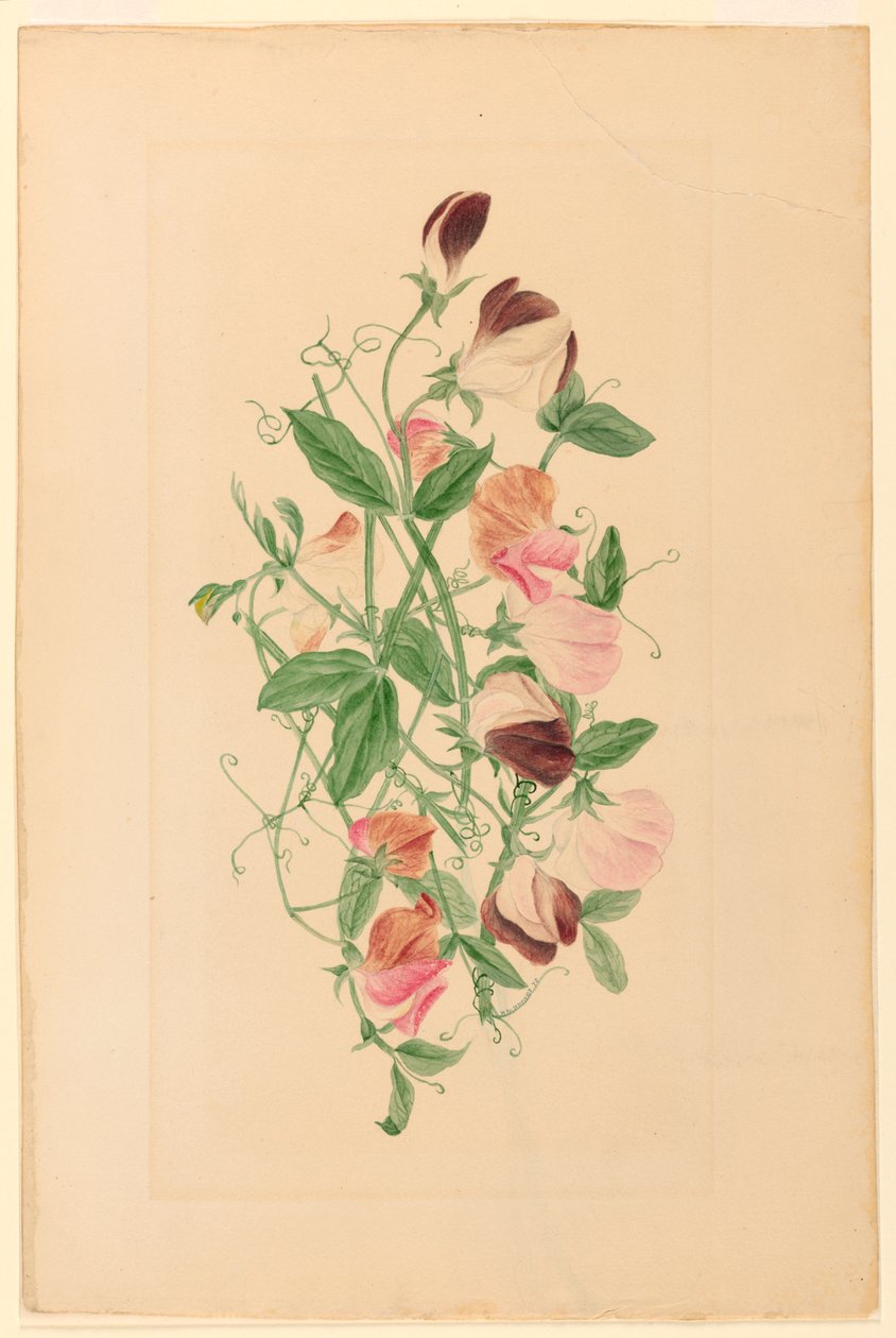 Dibujo, Guisantes dulces, 1875 de Henrietta Benson Homer