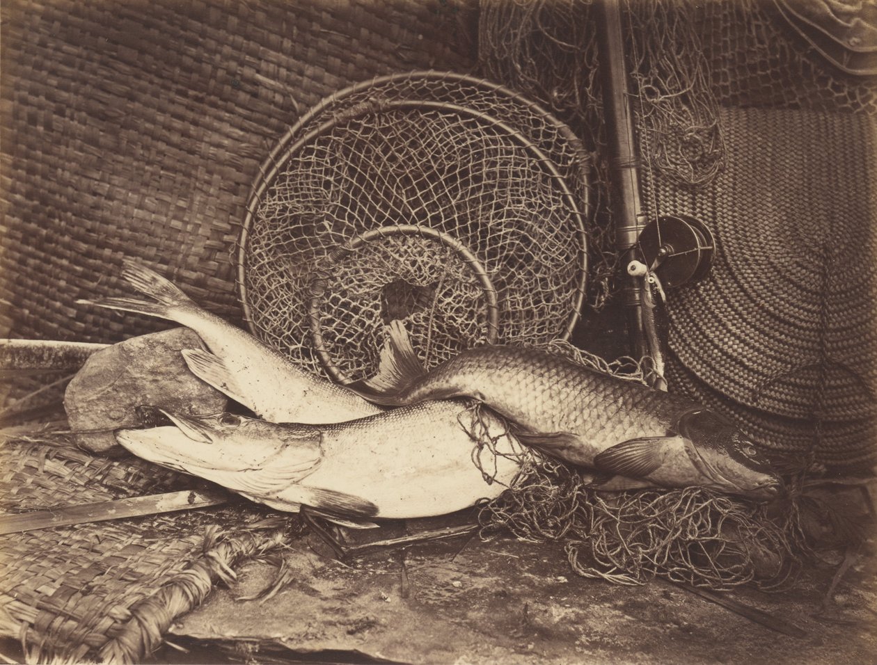 Naturaleza Muerta con Carpa y Lucio de Henry Bailey