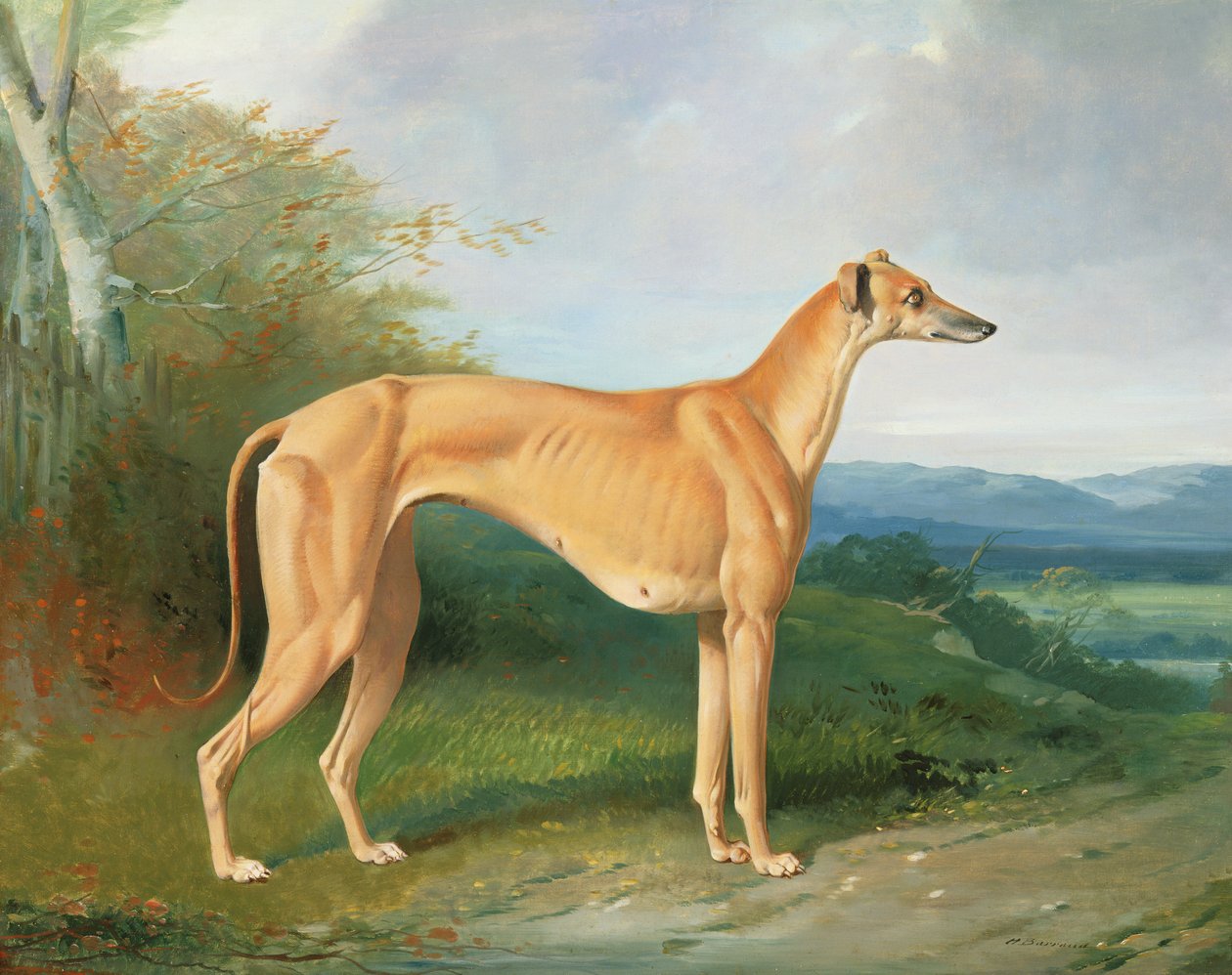 La galga Lydia de Henry Barraud
