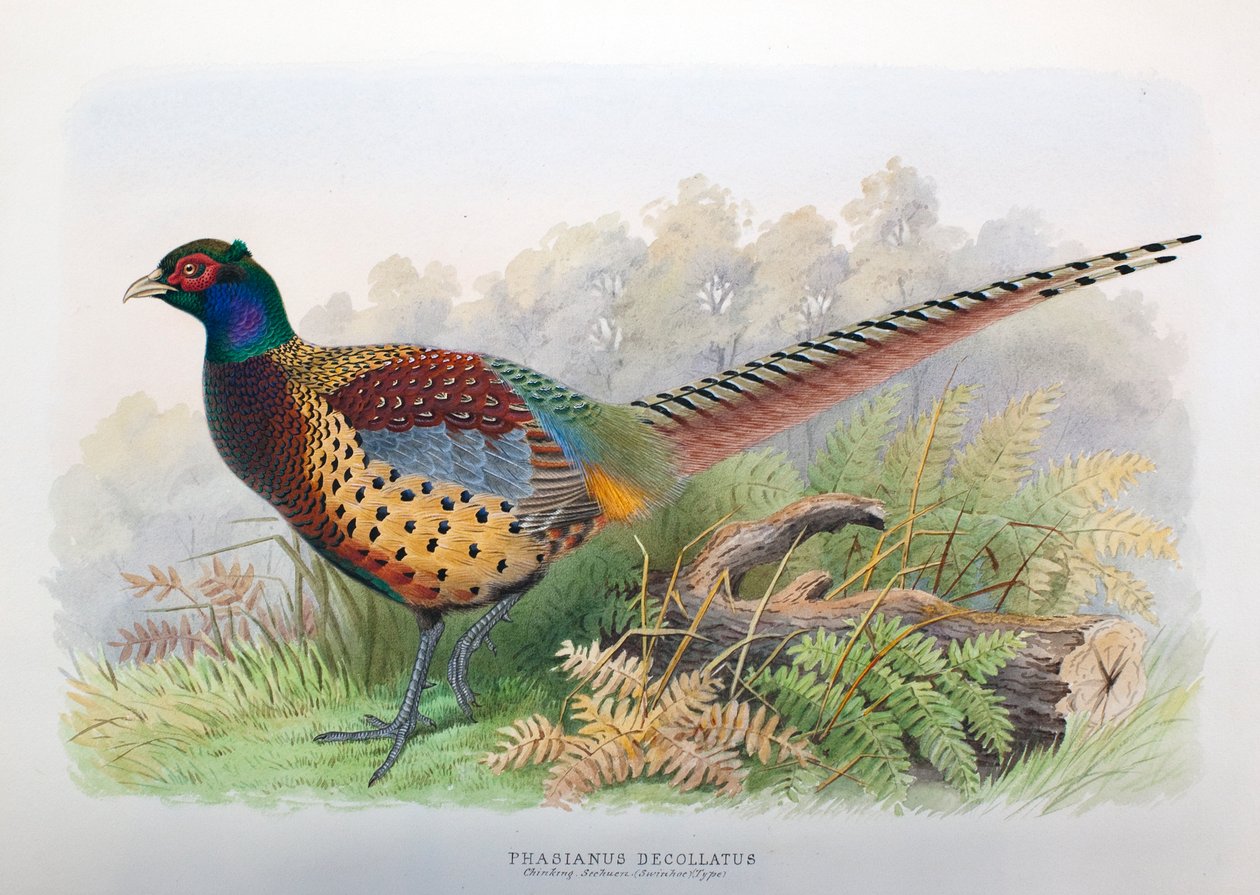 Phasianus Decollatus, 1906-7 de Henry Jones