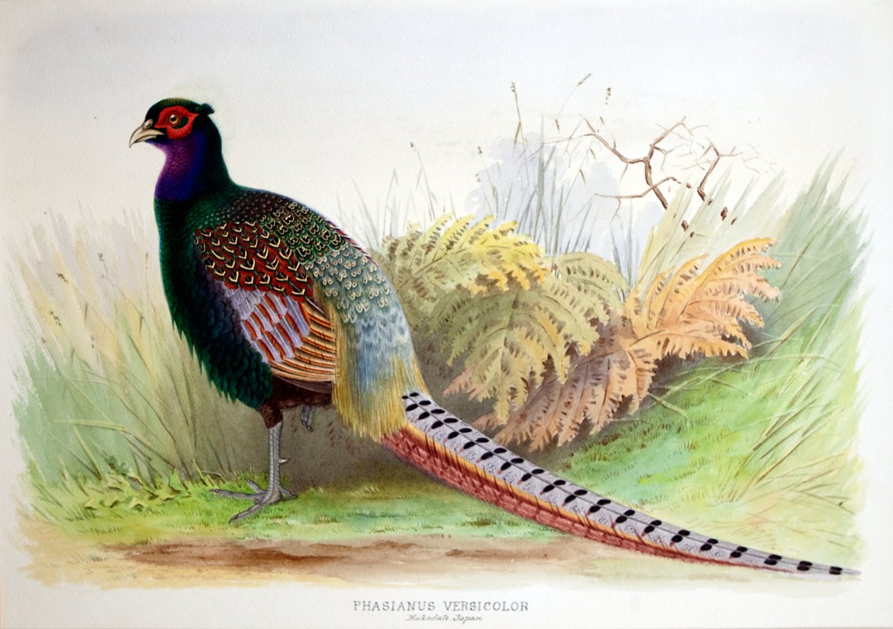 Phasianus Versicolor, c.1896-1921 de Henry Jones