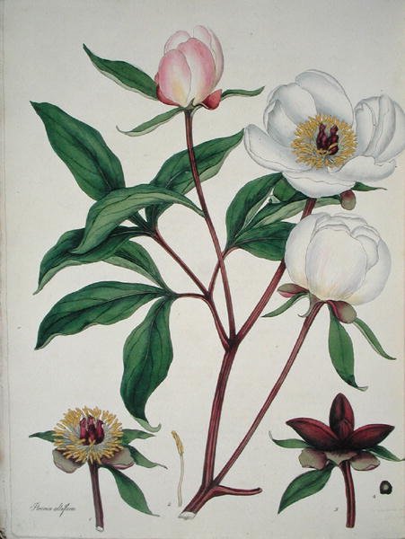 Paeonia Albiflora, de 